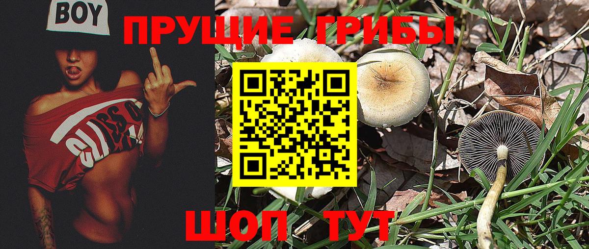 Сызрань  Галлюциногенные грибы мицелий  Вход с VPN 